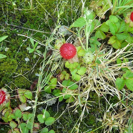 Gasterij Landschot 3* Hoogeloon