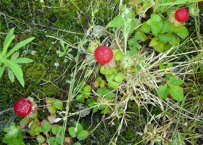 Gasterij Landschot 3* Hoogeloon