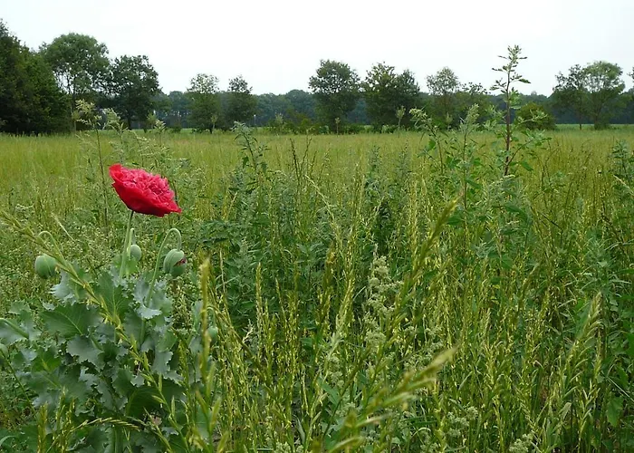 Gasterij Landschot Bed and Breakfast